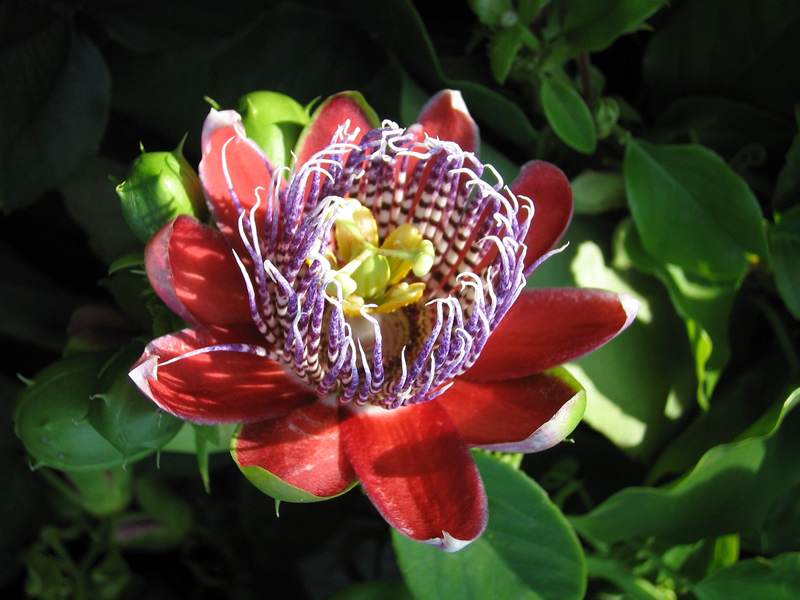 Il Giardino - Passiflora alata