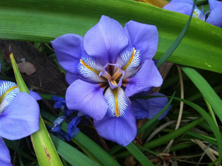 Il Giardino - Iris unguicularis